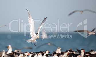 Royal tern Thalasseus maximus shorebird