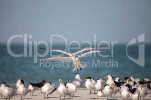 Royal tern Thalasseus maximus shorebird
