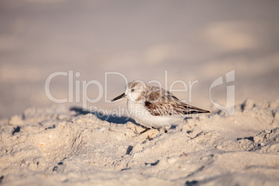 Sanderling shorebird Calidris alba along the shore of Clam Pass