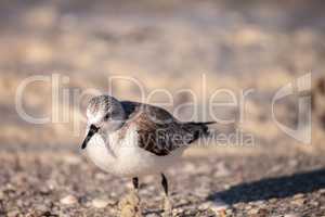 Sanderling shorebird Calidris alba along the shore of Clam Pass