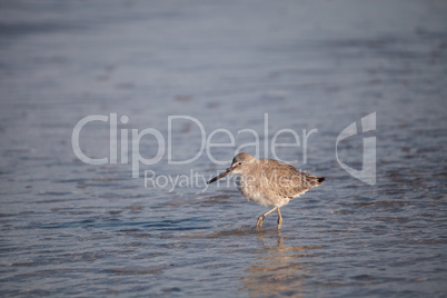 Willet shorebird Tringa semipalmata along the shore of Clam Pass