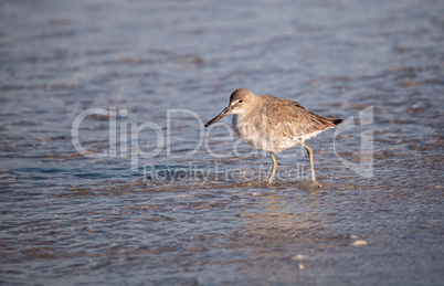 Willet shorebird Tringa semipalmata along the shore of Clam Pass