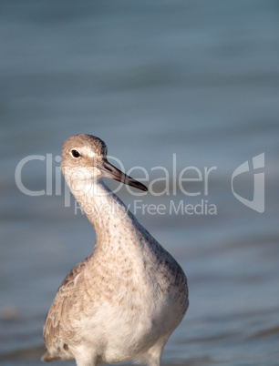 Willet shorebird Tringa semipalmata along the shore of Clam Pass