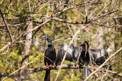 Courting Anhingas bird called Anhinga anhinga