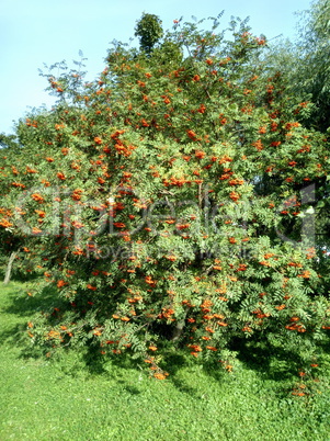 ashberry at dry sunny day