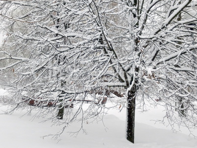 city park after snowfall at day