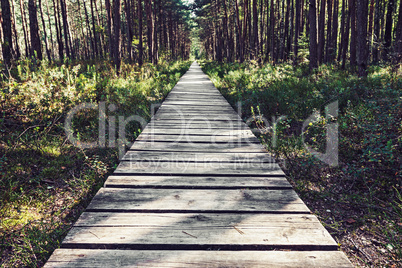 Empty wooden pathway in the woods