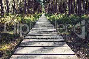 Empty wooden pathway in the woods