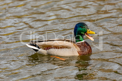 Wild animal duck