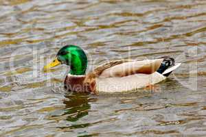 Wild animal duck