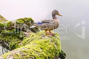 Wild animal duck