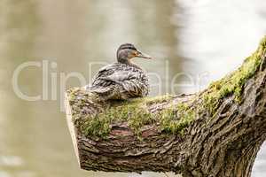 Wild animal duck