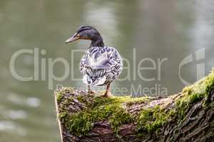 Wild animal duck