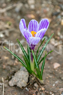 Crocus flowers in the spring