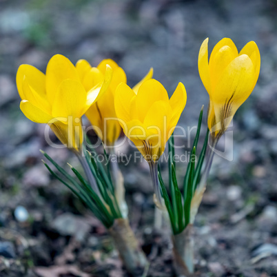 Crocus flowers in the spring