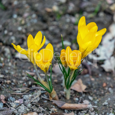 Crocus flowers in the spring