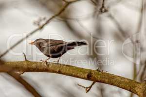 Blackbird in natural environment