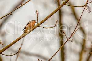 chaffinch in natural environment