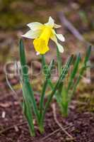 Daffodil flowers in spring