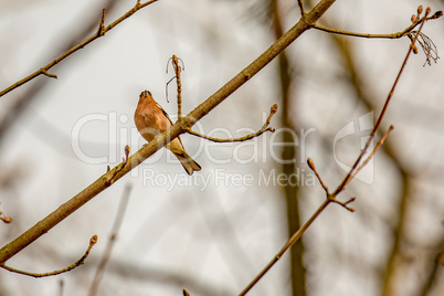 chaffinch in natural environment