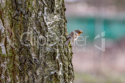 Robins in natural environment