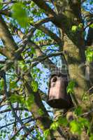 bird house between twigs in a tree