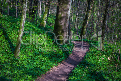 wild garlic growing in the forest