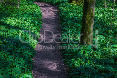 path in the forest with wild garlic