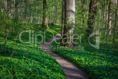 young wild garlic along a path