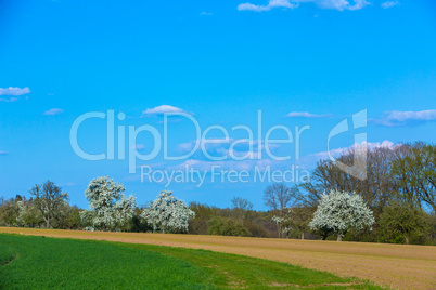 blooming trees in spring