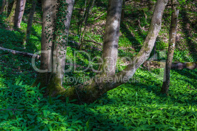 tree stem and wild garlic in the forest