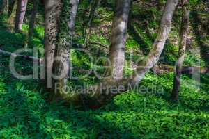tree stem and wild garlic in the forest