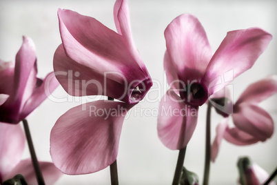 Flowering cyclamen with flowers and green leaves.