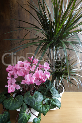 Potted flowers: cyclamen and dracaena.