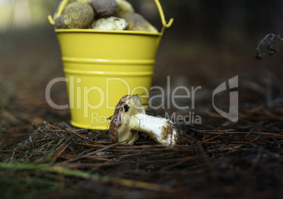 yellow bucket with edible mushrooms