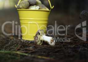 yellow bucket with edible mushrooms