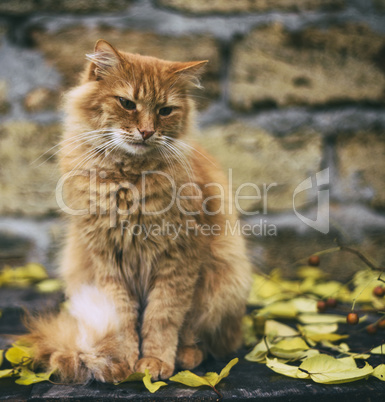 big adult sad red cat sitting
