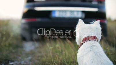 A sad little dog watches as the car leaves. The dog sits on the ground. Close-up.