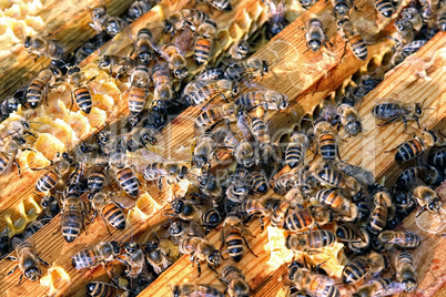 Bienen