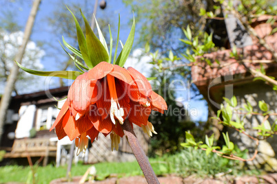 rote Kaiserkrone