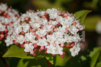 Lorbeerblättriger Schneeball, Viburnum tinus