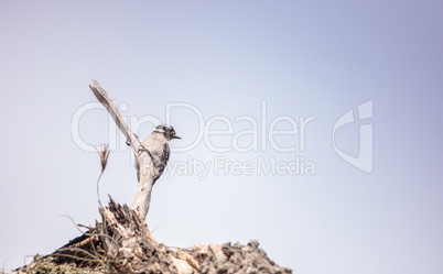 Downy Woodpecker Picoides pubescens perches on a dead tree