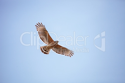 Red shouldered Hawk Buteo lineatus