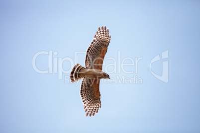 Red shouldered Hawk Buteo lineatus