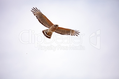 Red shouldered Hawk Buteo lineatus