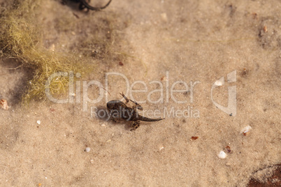 Black Southern Chorus Frog pollywog tadpoles Pseudacris nigrita