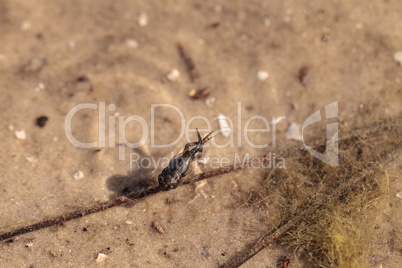 Black Southern Chorus Frog pollywog tadpoles Pseudacris nigrita