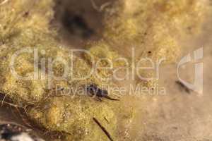 Black Southern Chorus Frog pollywog tadpoles Pseudacris nigrita