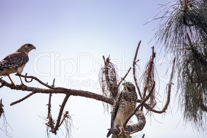 Pair of Red shouldered Hawk birds Buteo lineatus