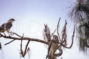 Pair of Red shouldered Hawk birds Buteo lineatus